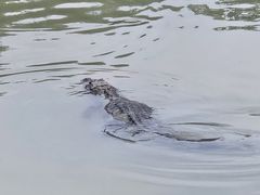 -中国扬子鳄村
