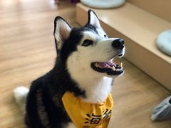 -Husky Go! 哈士奇体验馆·宠物咖啡厅狗咖