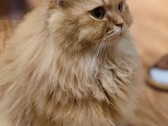 -MOCHA明星猫咖(田子坊店)