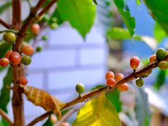 -豆舞咖啡(民乐路店)