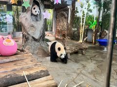 -海南热带野生动植物园