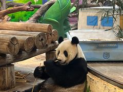 -广州长隆野生动物世界