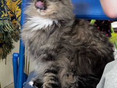 -平行世界·猫咖(首经贸店)