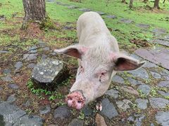 -硗碛藏寨·神木垒景区