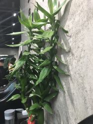 -发饰美男士增发补发假发定制店