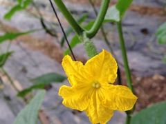 iphone_upload_pic-万源龙顺度假庄园生态观光园