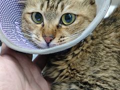 -宠物星动物医院·眼科·异宠·猫科(江南大道总院)