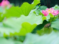 -陈家山荷花公园