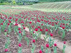 -重庆园博园