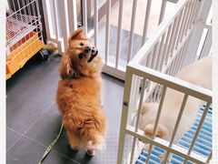 -熊小胖宠物生活馆(天华园店)