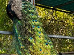 -福建鲤鱼洲酒店