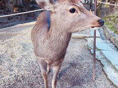 -奈良公园