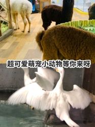 -七巧国萌宠乐园(龙湖天街店)