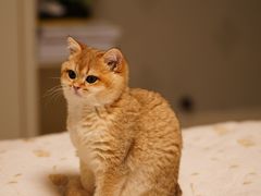 -东方名猫馆·英短金渐层布偶猫舍(环线广场1号楼店)