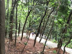 -火炉山森林公园