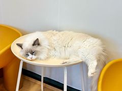 -有喵·猫咖·狗咖·40+猫狗有小奶狗(岗厦店)