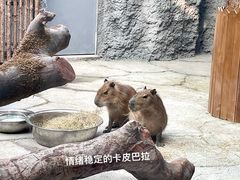 -武汉动物园