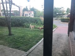 -普兰达德国餐厅·德式脆皮烤猪肘·自酿啤酒(观唐店)