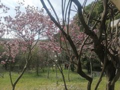 -苏州上方山国家森林公园