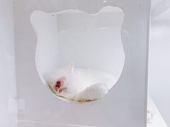 -李小姐の猫咖啡馆(五角场店)