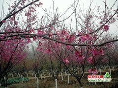 -天适樱花悠乐园