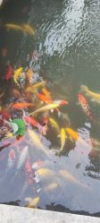 点击看大图 -玄武湖景区-情侣园游乐场