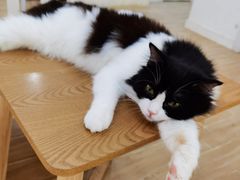 -李小姐の猫咖啡馆(五角场店)