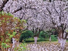 -海棠花溪(元大都城垣遗址公园)
