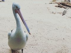 -费瑟代尔野生动物园