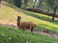 -北京野生动物园