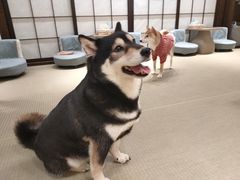 -逗柴咖啡屋·狗咖猫咖宠物桌游