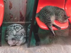 -猫咪博物馆(顶澳仔猫街店)
