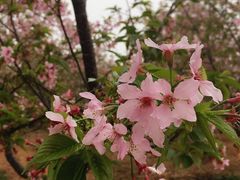 -天适樱花悠乐园