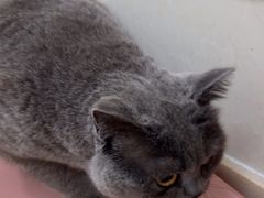 -艾贝尔宠物医院 ·内科全科(梁溪路店)