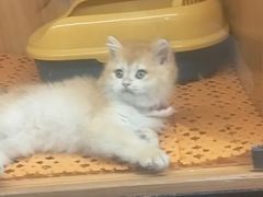 -欣宠猫屋·矮脚拿破仑·蓝金金渐层