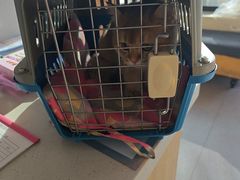 -瑞派宠物医院·犬猫全科·猫友好(宾水西道店)