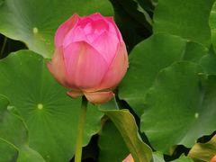 -四川大学(华西校区)