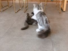 -飞行喵MR PILOT|猫舍·猫咖(静安大融城店)