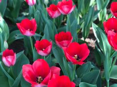 -石家庄市植物园