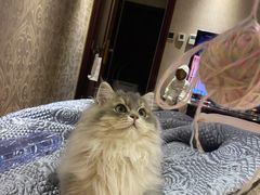 -猫大福·Fortune Cat猫舍(百子湾店)
