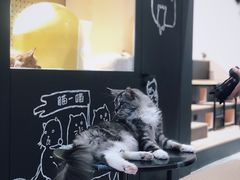 -瞄一喵猫咖(格力海岸店)