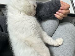 -汪喵宠物医院·骨科心脏影像·犬猫急重症ICU诊疗中心(成华分院)