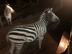 -清迈夜间动物园