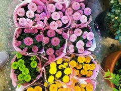 -双季花艺园艺市场(浦东店)