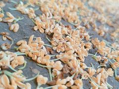 -麦雪尔甜品·生日蛋糕(新街口旗舰店)