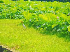 -嘉北郊野公园