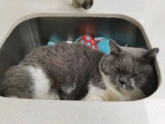 -东莞宠友24H宠物中心医院·转诊夜诊·异宠(新河北路院)