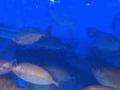 -宜宾海鲜酒家·三十年老字号