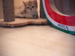 -momokira米努特·德文卷毛猫·棉花面纱犬