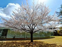 -金泽21世纪美术馆